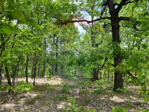 Fost Conac cu padure si teren 54h - imagine 9