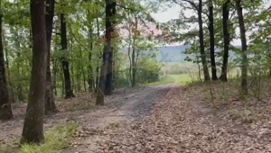 Fost Conac cu padure si teren 54h - imagine 7