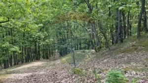 Fost Conac cu padure si teren 54h - imagine 13