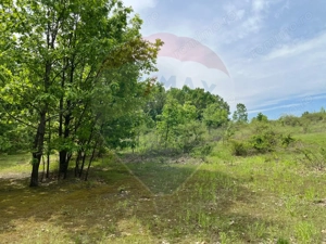 Fost Conac cu padure si teren 54h - imagine 10