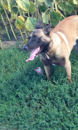 Donez câinii femelă și mascul - imagine 2