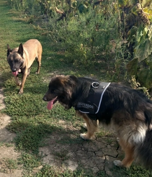 Donez câinii femelă și mascul - imagine 3