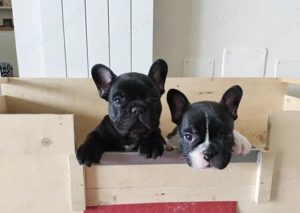 Căței de Bulldog Francez