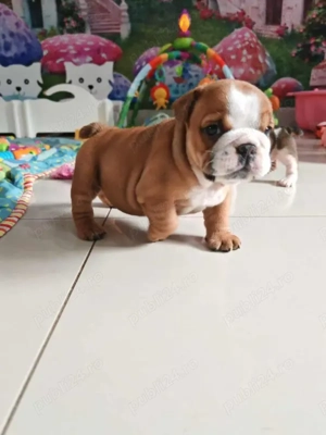 Pui de Bulldog Englez