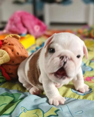 Pui de Bulldog Englez - imagine 2