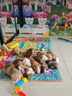 Pui de Bulldog Englez - imagine 5