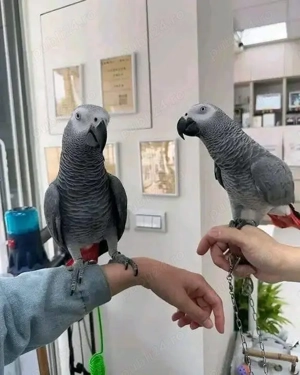 Papagalii Congo Gri Africani 