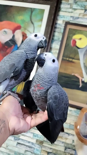 Papagalii Congo Gri Africani  - imagine 3