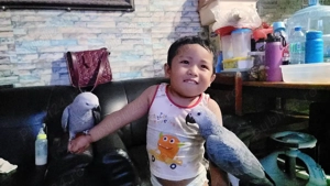 Papagalii Congo Gri Africani  - imagine 2