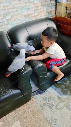 Papagalii Congo Gri Africani  - imagine 5