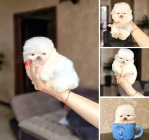 Spitz pitic german (Pomeranian)