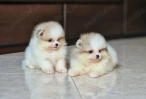 Spitz pitic german (Pomeranian) - imagine 3