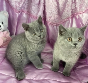 Pisicuțe British Shorthair disponibile