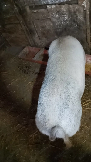 Porc pentru sacrificat