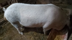 Porc pentru sacrificat - imagine 2 Porc pentru sacrificat - imagine 2