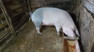 Porc pentru sacrificat - imagine 3 Porc pentru sacrificat - imagine 3