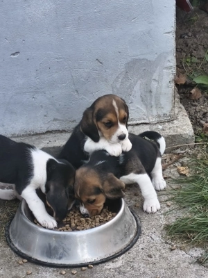 Beagle tricolor  - imagine 3