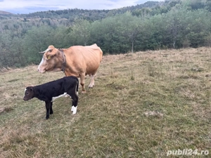 Vaca de vanzare cu vitea