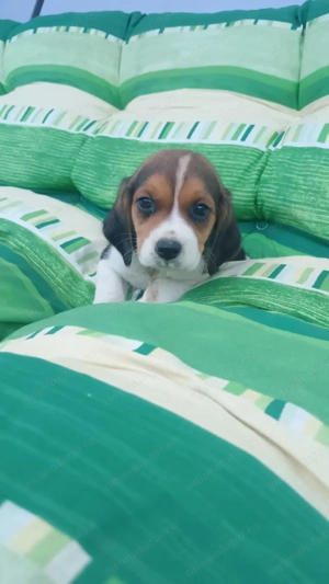 Beagle tricolor  - imagine 4