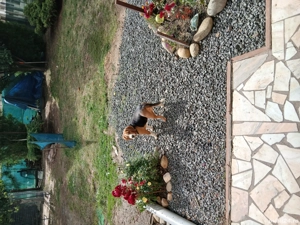 Cățel beagle de vănzarw