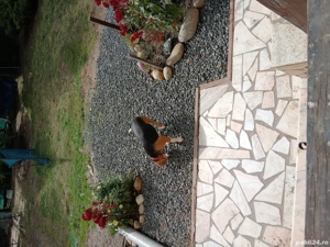 Cățel beagle de vănzarw - imagine 2