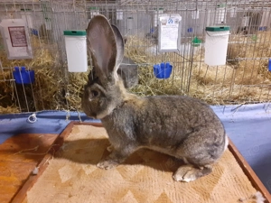 Vând iepuri urias gri  - imagine 3