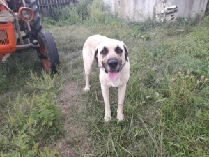 Ferma de închiriat   teren 21.000 mp, utilități complete pt activitate agricola si sau logistica - imagine 12