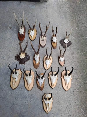 trofeu coarne caprior coarne capra neagra