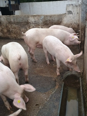  Porci de Crăciun    - imagine 3