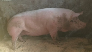 Porc  rasa de carne - imagine 4