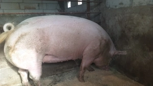 Porc  rasa de carne - imagine 3