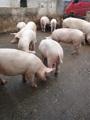  Porci de Crăciun    - imagine 4