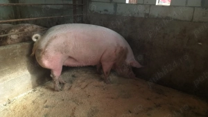 Porc  rasa de carne - imagine 2