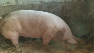 Porc  rasa de carne - imagine 5