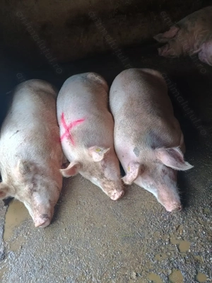  Porci de vânzare   sănătoși și bine îngrășați pentru Crăciun 