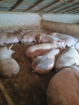  Porci de vânzare   sănătoși și bine îngrășați pentru Crăciun  - imagine 2