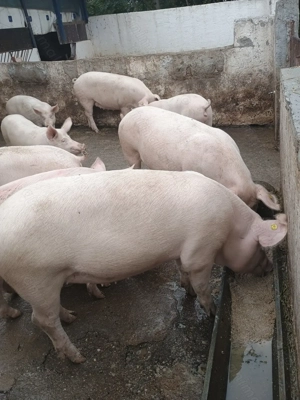  Porci de vânzare   sănătoși și bine îngrășați pentru Crăciun  - imagine 3