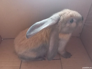 iepurasi dv - imagine 3