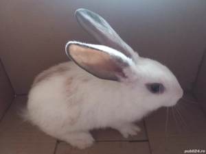 iepurasi dv - imagine 4