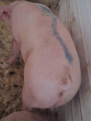 Crecatoria Florin - imagine 2