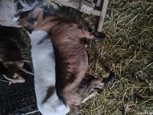 vand 2 ieduțe  - imagine 3