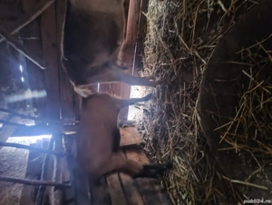 vand 2 ieduțe  - imagine 2