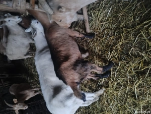 vand 2 ieduțe  - imagine 4