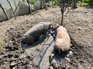 vand porc pietran - imagine 3