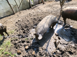 vand porc pietran - imagine 5