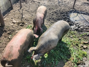 vand porc pietran - imagine 4