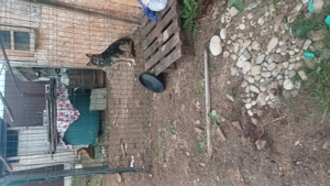 Vand ciobanesc german