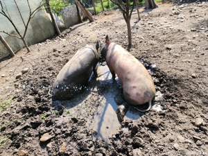 vand porc pietran - imagine 2