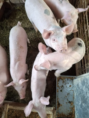 Vând Soldani Pietrean - imagine 4 Vând Soldani Pietrean - imagine 4