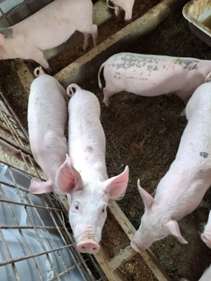 Vând Soldani Pietrean - imagine 3 Vând Soldani Pietrean - imagine 3